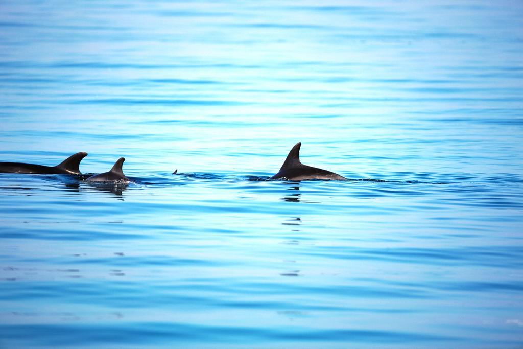 Moevenpick Resort El Sokhna Айн-Сохна Экстерьер фото Spinner dolphins